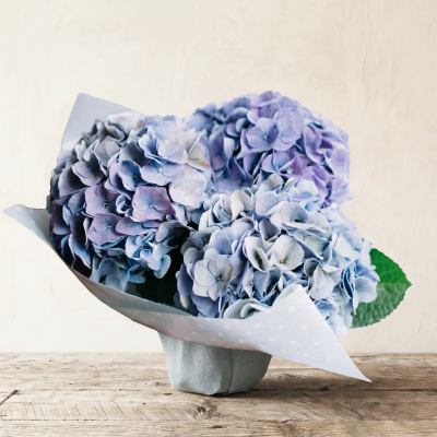 Hydrangea Hug