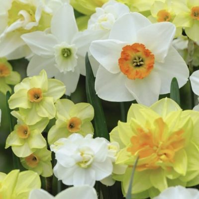 Spring Blooms Hand tied Bouquet  </br> Wednesday 11th March 2026