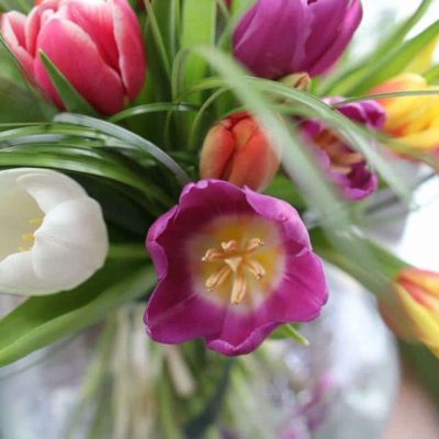 Totally Tulips  </br> Wednesday 1st April 2026
