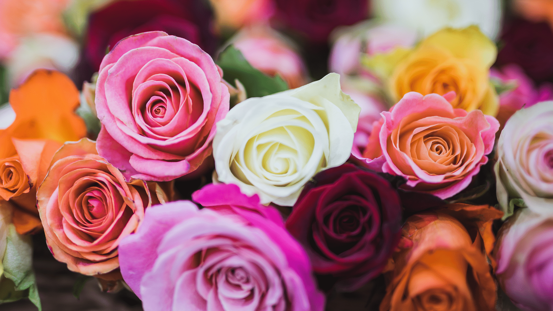 Roses & Romance: The History of Valentine’s Day and the Meaning Behind ...