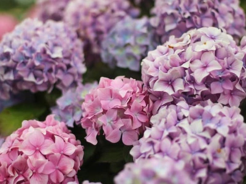 Hydrangea Hug 3
