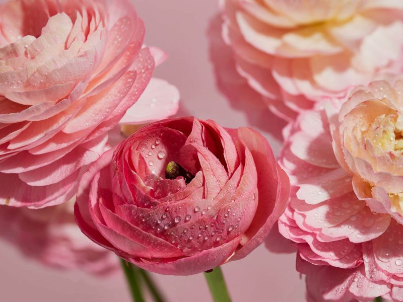 Lily & Myrtle - Celebrate Spring Blooms with Lily & Myrtle (4)