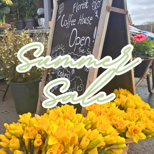 Summer Sale (1)