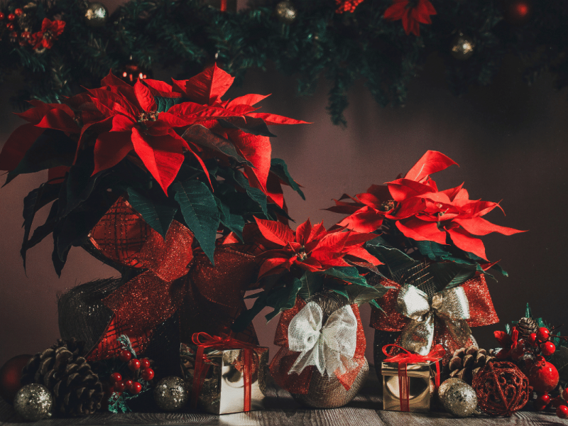 The Language of Christmas Flowers Meaningful Blooms for the Festive Season (2)