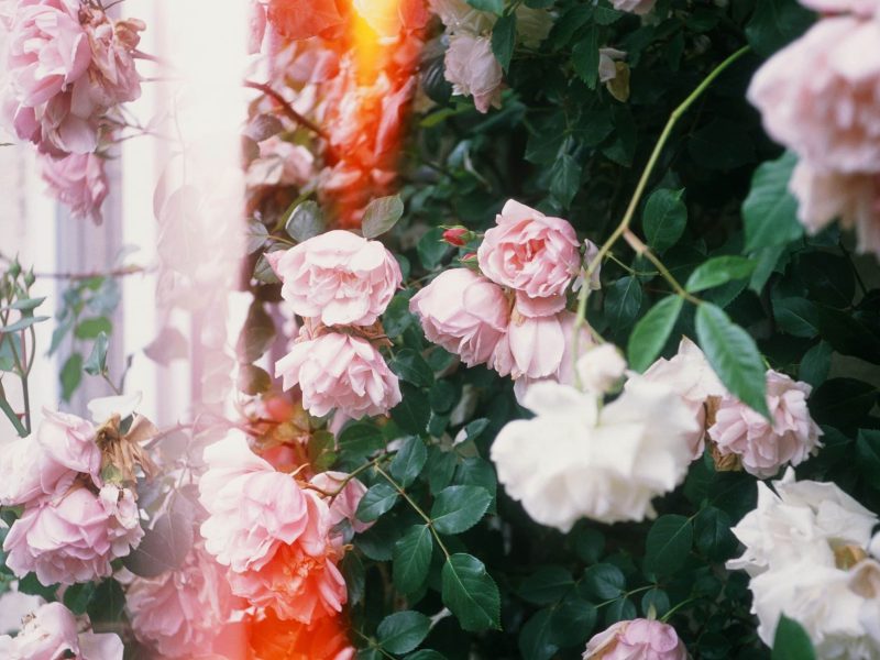 The Timeless Charm of Roses in the UK A Celebration of June Blooms - Featured image