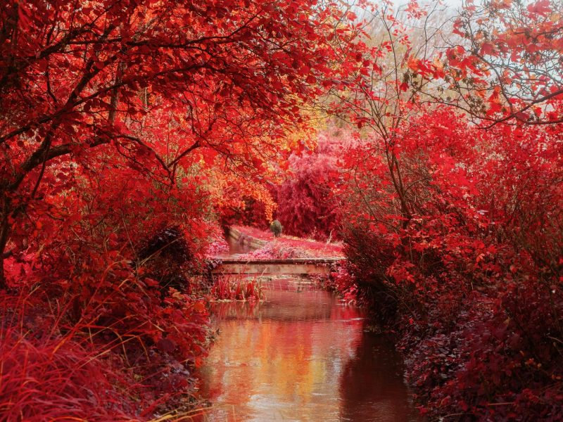Why Do the Trees Turn to Hues of Fire in Autumn 4